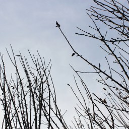 Vacanze di Natale a Bojano